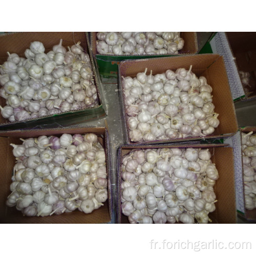 Ail blanc normal emballé dans du carton